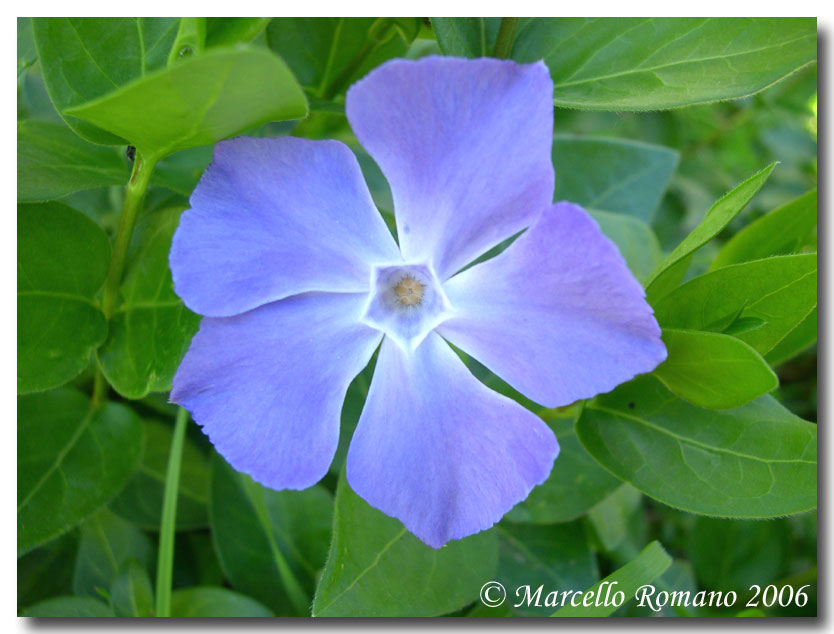 Vinca major & minor / Pervinca maggiore e minore